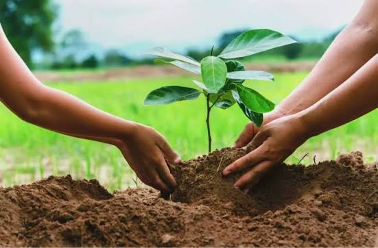 Tree plantaion Projcet Value 5 Cro
